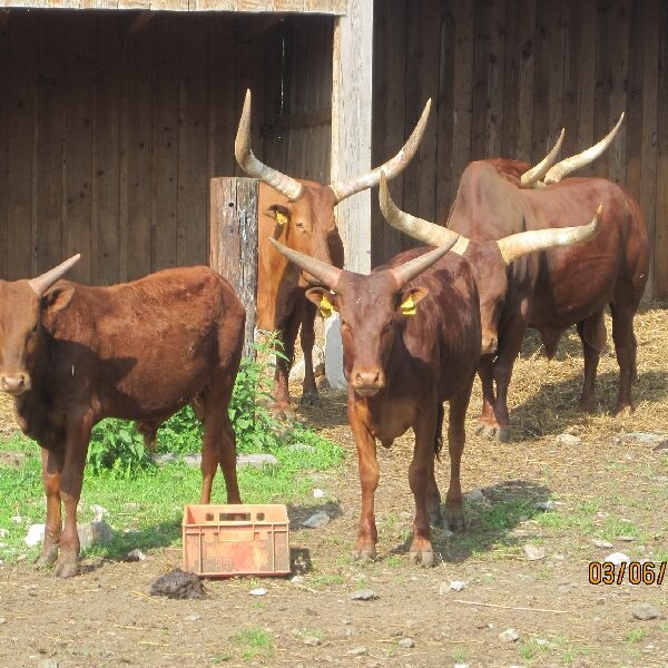 Vier braune Rinder mit langen, gebogenen Hörnern stehen auf der Erde neben einem Holzschuppen. Vor ihnen liegt eine kleine Kiste auf dem Boden. Das Datum auf dem Foto ist 03/06/2012.