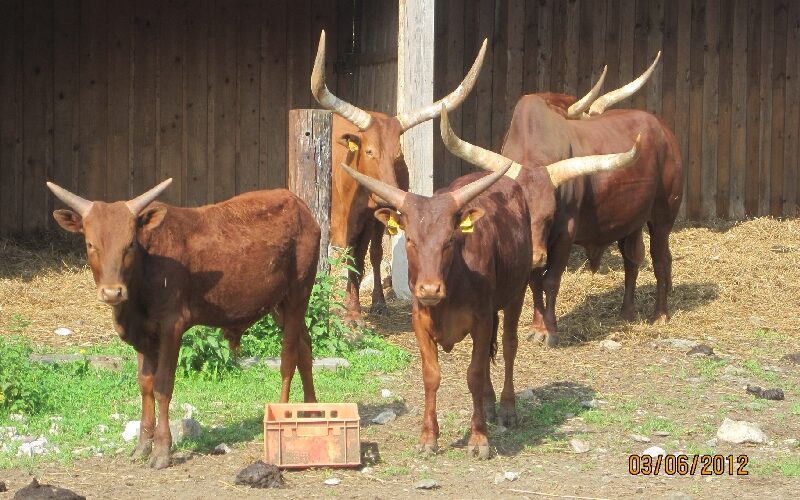 Vier braune Rinder mit langen, gebogenen Hörnern stehen auf der Erde neben einem Holzschuppen. Vor ihnen liegt eine kleine Kiste auf dem Boden. Das Datum auf dem Foto ist 03/06/2012.