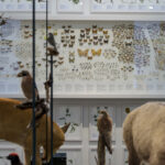 In einer Vitrine sind Schmetterlinge und Insekten ausgestellt, umgeben von präparierten Tieren und Vögeln in einer naturkundlichen Museumsausstellung.