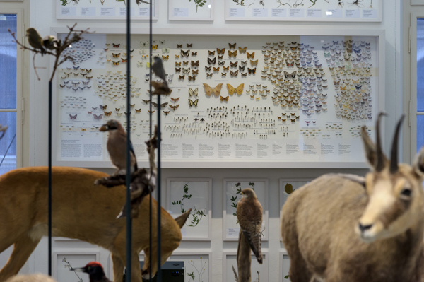In einer Vitrine sind Schmetterlinge und Insekten ausgestellt, umgeben von präparierten Tieren und Vögeln in einer naturkundlichen Museumsausstellung.