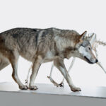 Ein grauer Wolf läuft neben einem Hundeskelett auf einer weißen Fläche mit einfarbigem Hintergrund.