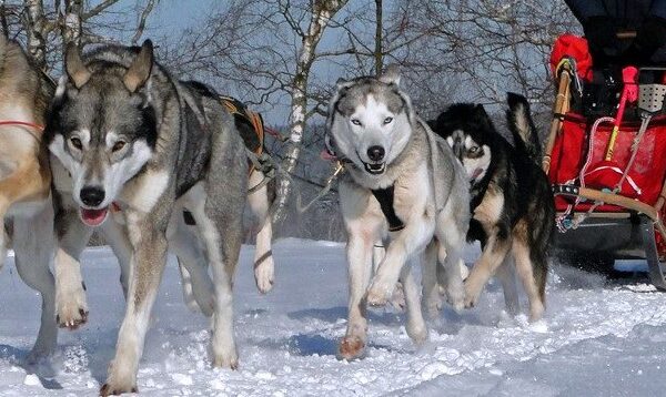 Ein Gespann aus vier Schlittenhunden zieht eine Person auf einem Holzschlitten durch eine verschneite Landschaft an einem klaren Tag.