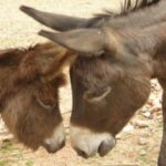 Drei Esel stehen auf sandigem Boden, wobei zwei von ihnen die Köpfe berühren, während der dritte in der Nähe steht.