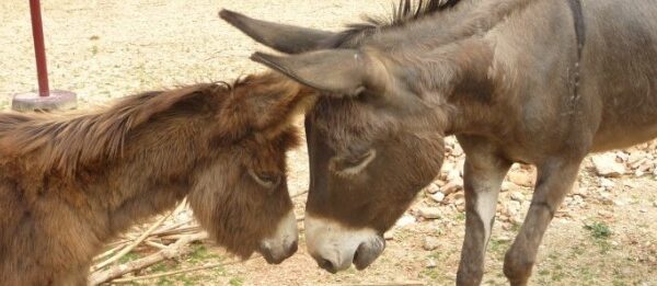 Drei Esel stehen auf sandigem Boden, wobei zwei von ihnen die Köpfe berühren, während der dritte in der Nähe steht.