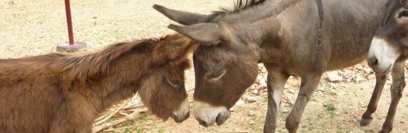 Drei Esel stehen auf sandigem Boden, wobei zwei von ihnen die Köpfe berühren, während der dritte in der Nähe steht.