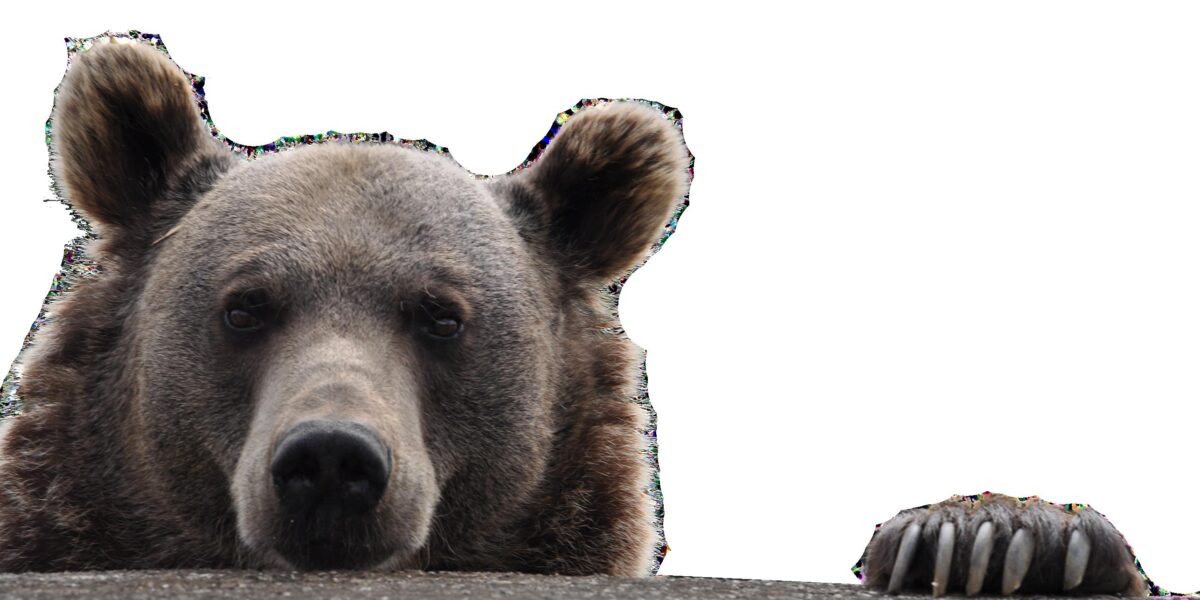 Ein Braunbär späht über einen Felsvorsprung, wobei sein Kopf sichtbar ist und eine Pfote auf der Kante ruht, vor einem weißen Hintergrund.