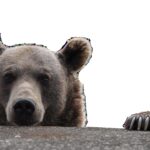 Ein Braunbär späht über einen Felsvorsprung, wobei sein Kopf sichtbar ist und eine Pfote auf der Kante ruht, vor einem weißen Hintergrund.