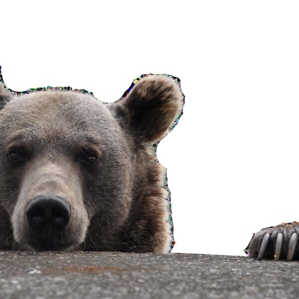 Ein Braunbär späht über einen Felsvorsprung, wobei sein Kopf sichtbar ist und eine Pfote auf der Kante ruht, vor einem weißen Hintergrund.
