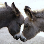 Zwei junge Esel stehen sich gegenüber und berühren sich im Freien an der Stirn.