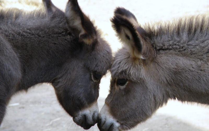 Zwei junge Esel stehen sich gegenüber und berühren sich im Freien an der Stirn.