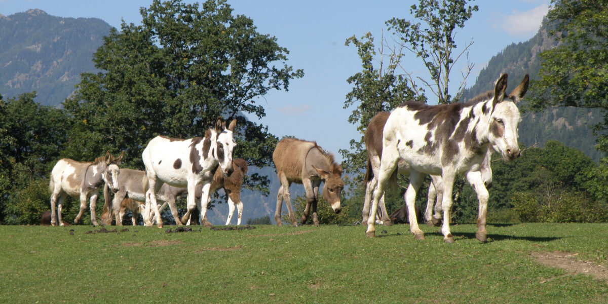 Eine Gruppe von Eseln, einige mit weißen und braunen Flecken, läuft auf einem grasbewachsenen Feld mit Bäumen und Bergen im Hintergrund unter einem klaren Himmel.