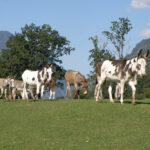 Eine Gruppe von Eseln, einige mit weißen und braunen Flecken, läuft auf einem grasbewachsenen Feld mit Bäumen und Bergen im Hintergrund unter einem klaren Himmel.