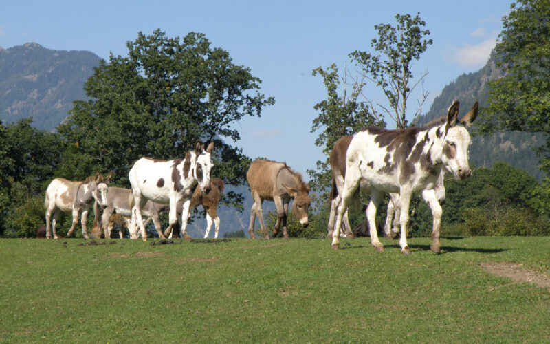 Eine Gruppe von Eseln, einige mit weißen und braunen Flecken, läuft auf einem grasbewachsenen Feld mit Bäumen und Bergen im Hintergrund unter einem klaren Himmel.