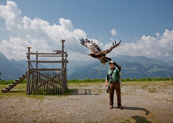 Ein Mann steht im Freien mit Bergen im Hintergrund, während ein großer Raubvogel, wahrscheinlich ein Adler, aus seiner behandschuhten Hand in der Nähe einer Holzkonstruktion fliegt.