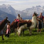 Eine Gruppe von Menschen steht mit mehreren Lamas, die mit Rucksäcken ausgestattet sind, auf einem grasbewachsenen Hügel mit Bergen im Hintergrund.