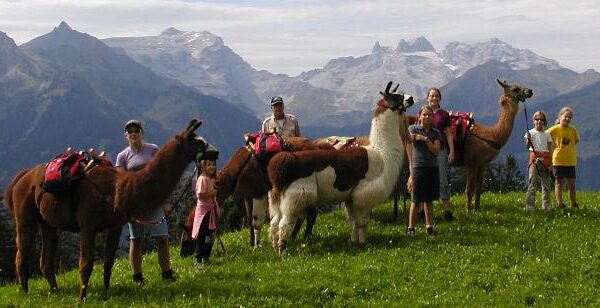 Eine Gruppe von Menschen steht mit mehreren Lamas, die mit Rucksäcken ausgestattet sind, auf einem grasbewachsenen Hügel mit Bergen im Hintergrund.