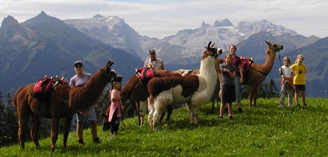 Eine Gruppe von Menschen steht mit mehreren Lamas, die mit Rucksäcken ausgestattet sind, auf einem grasbewachsenen Hügel mit Bergen im Hintergrund.
