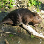 Ein Biber läuft über einen heruntergefallenen Ast am Rande eines schlammigen Baches, umgeben von grünen Pflanzen und Sonnenlicht.