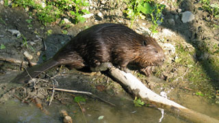 Ein Biber läuft über einen heruntergefallenen Ast am Rande eines schlammigen Baches, umgeben von grünen Pflanzen und Sonnenlicht.
