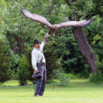 Ein Mann steht im Gras und hält einen großen Raubvogel, wahrscheinlich einen Adler, auf seinem behandschuhten Arm. Im Hintergrund sind Bäume und Büsche zu sehen.