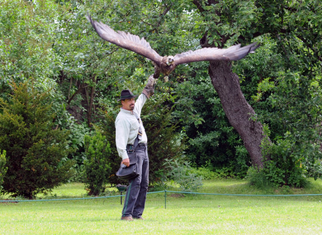 Ein Mann steht im Gras und hält einen großen Raubvogel, wahrscheinlich einen Adler, auf seinem behandschuhten Arm. Im Hintergrund sind Bäume und Büsche zu sehen.