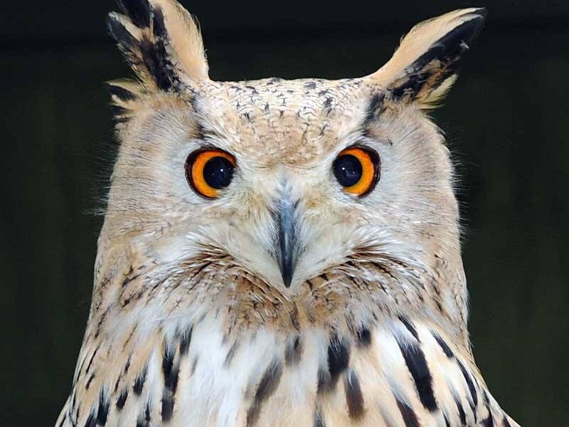 Nahaufnahme einer Eule mit orangefarbenen Augen, büscheligen Ohren und gefleckten braunen und weißen Federn, die vor einem dunklen Hintergrund nach vorne blickt.