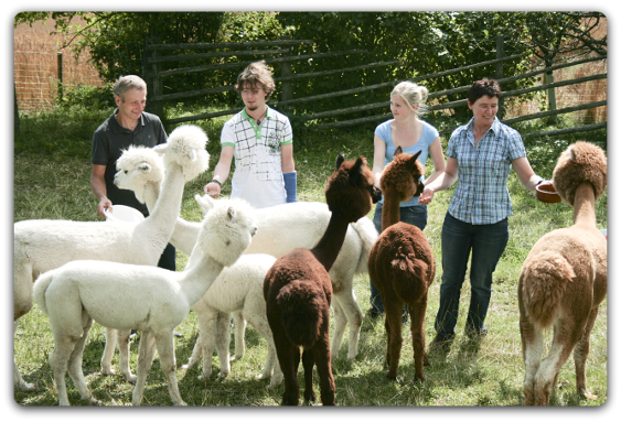 Vier Personen stehen auf einer Wiese und füttern eine Gruppe Alpakas, von denen einige weiß und andere braun sind, neben einem Holzzaun und Bäumen.