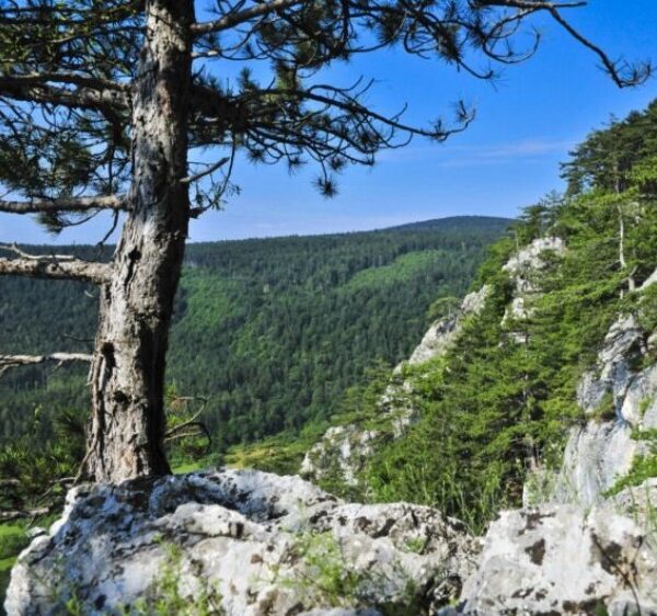 Eine felsige Klippe mit Pinienbäumen überragt einen dichten grünen Wald unter einem klaren blauen Himmel.