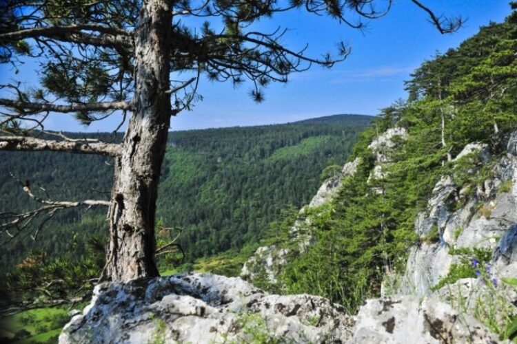 Eine felsige Klippe mit Pinienbäumen überragt einen dichten grünen Wald unter einem klaren blauen Himmel.