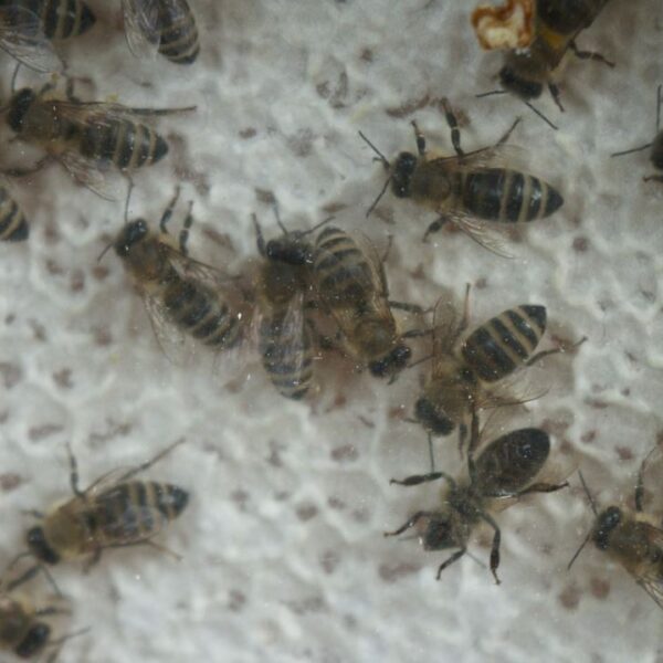 Nahaufnahme mehrerer Honigbienen, die sich auf einer strukturierten, weißen Oberfläche tummeln.