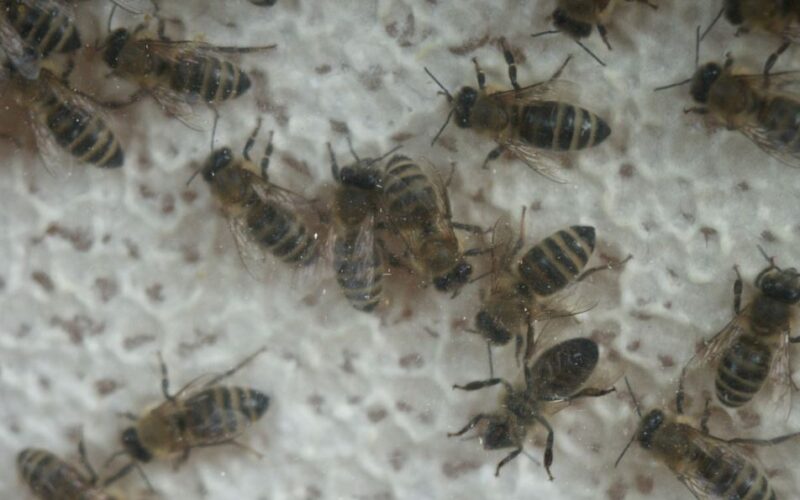 Nahaufnahme mehrerer Honigbienen, die sich auf einer strukturierten, weißen Oberfläche tummeln.
