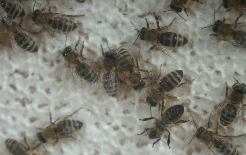 Nahaufnahme mehrerer Honigbienen, die sich auf einer strukturierten, weißen Oberfläche tummeln.
