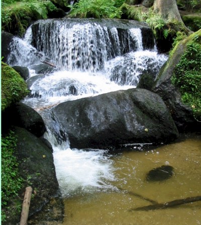 Ein kleiner Wasserfall fließt über moosbewachsene Felsen in ein flaches, klares Becken, umgeben von Grün und Baumwurzeln in einer Waldlandschaft.