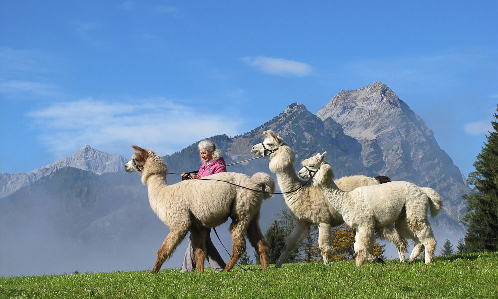 Eine ältere Frau führt vier Alpakas an der Leine über eine grasbewachsene Wiese, mit hohen Bergen und einem blauen Himmel im Hintergrund.