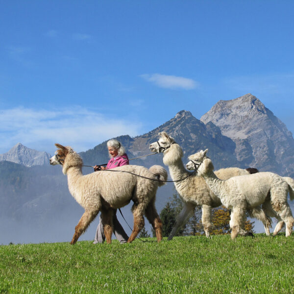 Eine ältere Frau führt vier Alpakas an der Leine über eine grasbewachsene Wiese, mit hohen Bergen und einem blauen Himmel im Hintergrund.