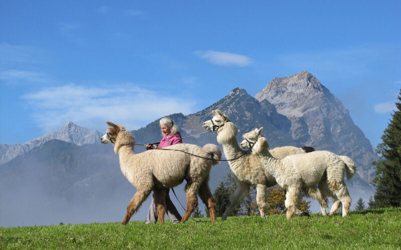Eine ältere Frau führt vier Alpakas an der Leine über eine grasbewachsene Wiese, mit hohen Bergen und einem blauen Himmel im Hintergrund.