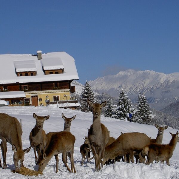 Eine Gruppe von Rehen steht im Schnee in der Nähe eines Holzhauses mit schneebedecktem Dach, mit Bergen und Bäumen im Hintergrund an einem klaren Tag.