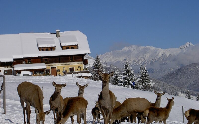 Eine Gruppe von Rehen steht im Schnee in der Nähe eines Holzhauses mit schneebedecktem Dach, mit Bergen und Bäumen im Hintergrund an einem klaren Tag.