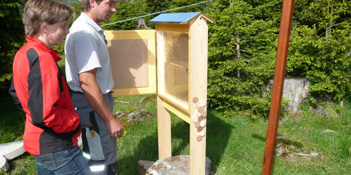 Zwei Personen beobachten einen Bienenstock mit der Aufschrift "BienenSchauStock" in einem grasbewachsenen, bewaldeten Gebiet.