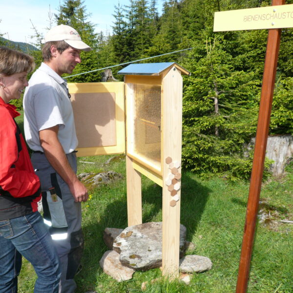 Zwei Personen beobachten einen Bienenstock mit der Aufschrift "BienenSchauStock" in einem grasbewachsenen, bewaldeten Gebiet.