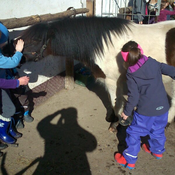 Vier Kinder in Winterkleidung streicheln und bürsten ein kleines schwarz-weißes Pony an einem sonnigen Tag im Freien. Auf dem Boden sind die Schatten anderer Menschen zu sehen.