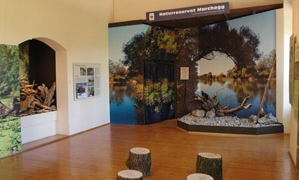 Ausstellungsraum mit Naturreservatstafeln, Sitzgelegenheiten auf Baumstümpfen und Wandtafeln mit Flussufer- und Waldszenen unter dem Schild "Naturreservat Marchegg".