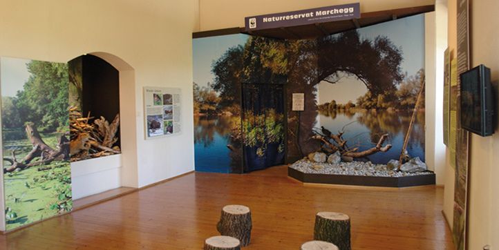 Ausstellungsraum mit Naturreservatstafeln, Sitzgelegenheiten auf Baumstümpfen und Wandtafeln mit Flussufer- und Waldszenen unter dem Schild "Naturreservat Marchegg".