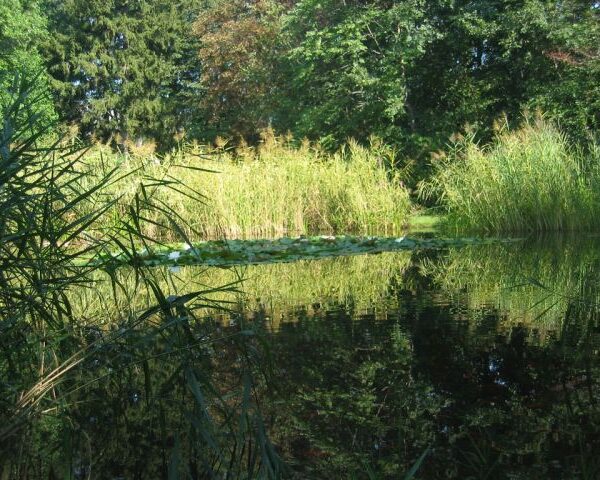 Ein von hohem Gras und Bäumen umgebener Teich mit Seerosenblättern, die auf dem Wasser schwimmen, und klaren Spiegelungen des Grüns auf der Oberfläche des Teichs.