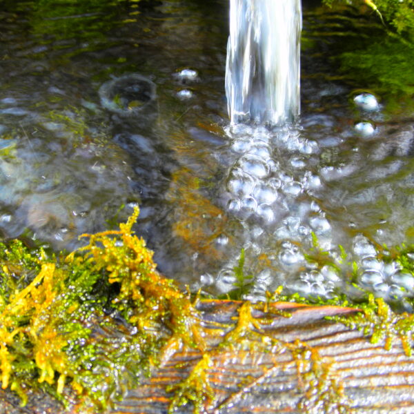 Ein Wasserstrom fließt in ein flaches Becken, das von grünem Moos und gelb-grünen Algen auf einer strukturierten Oberfläche umgeben ist.