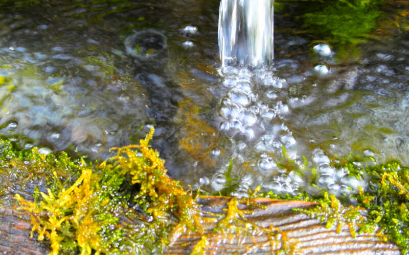 Ein Wasserstrom fließt in ein flaches Becken, das von grünem Moos und gelb-grünen Algen auf einer strukturierten Oberfläche umgeben ist.