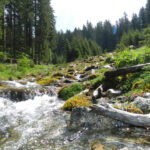 Ein klarer Bach fließt über Felsen und Moos durch ein bewaldetes Gebiet mit hohen immergrünen Bäumen unter einem hellen Himmel.