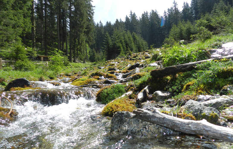 Ein klarer Bach fließt über Felsen und Moos durch ein bewaldetes Gebiet mit hohen immergrünen Bäumen unter einem hellen Himmel.