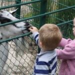 Zwei junge Kinder füttern eine weiße und eine schwarze Ziege durch einen Metallzaun in einem Freigehege.