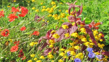 Eine Gartenszene mit roten, gelben und violetten Blumen zwischen grünem Laub in hellem Sonnenlicht.